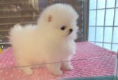 Absolutely Charming Pomeranian Puppies for sale whatsapp by text or call +33745567830