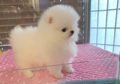 Absolutely Charming Pomeranian Puppies for sale whatsapp by text or call +33745567830